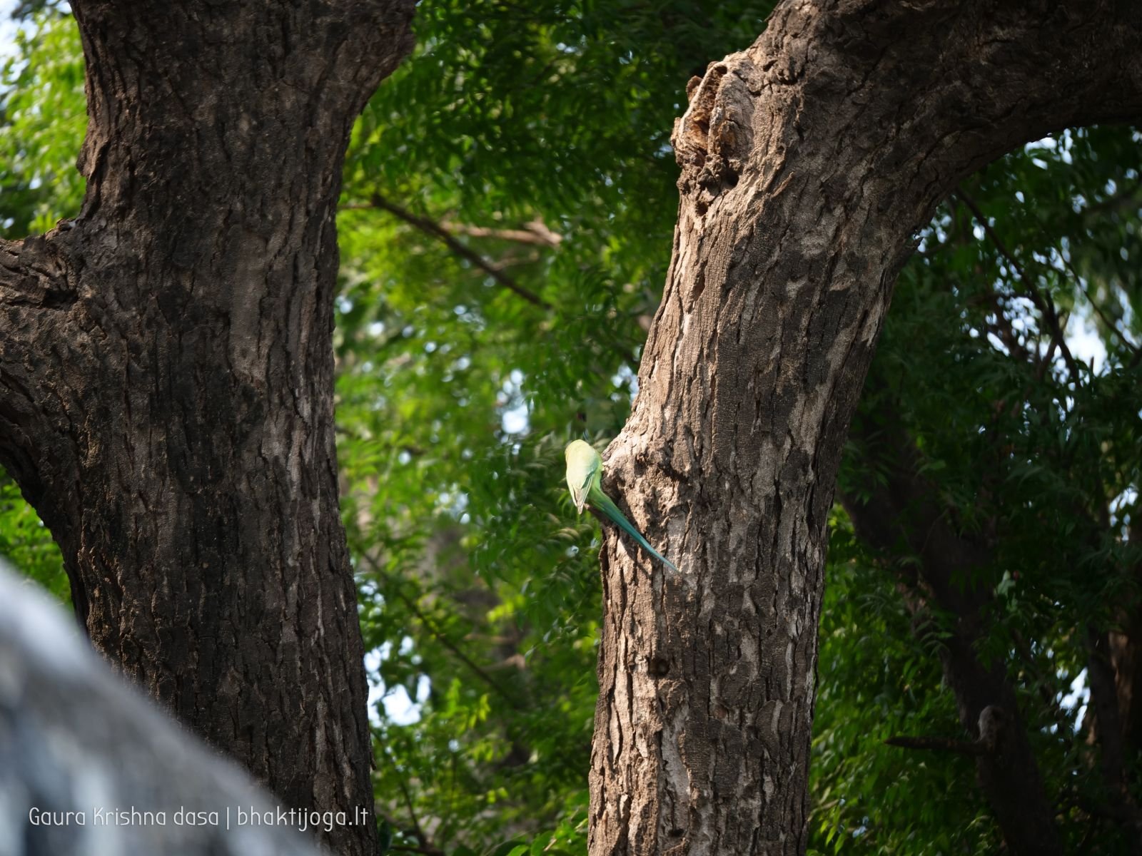  Varshana parikrama and preaching. 2019.12.10